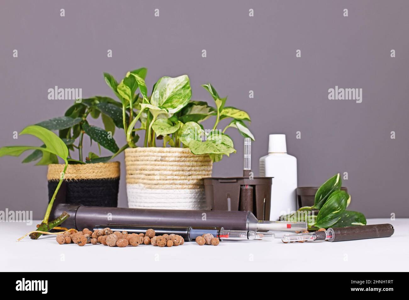 Tools for keeping houseplants in passive hydroponics system without soil with water level indicators, expanded clay pellets, rooted plant cutting, fer Stock Photo