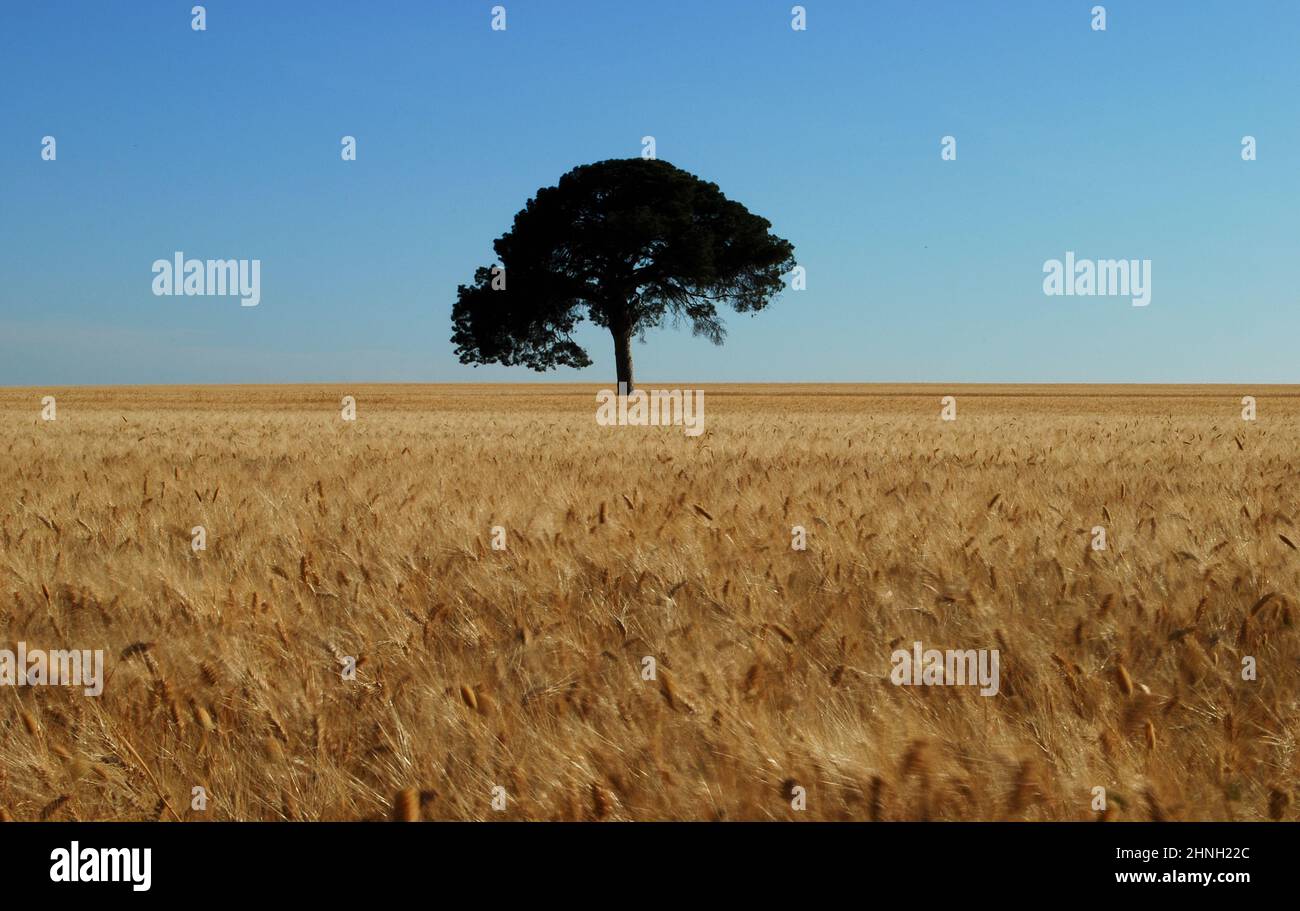 an oak in the middle of a ripe wheat field Stock Photo - Alamy