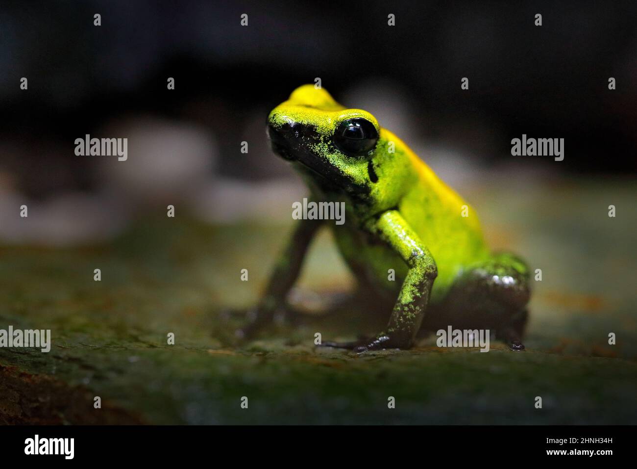 Golden Poison Frog, Phyllobates terribilis, yellow poison frog in