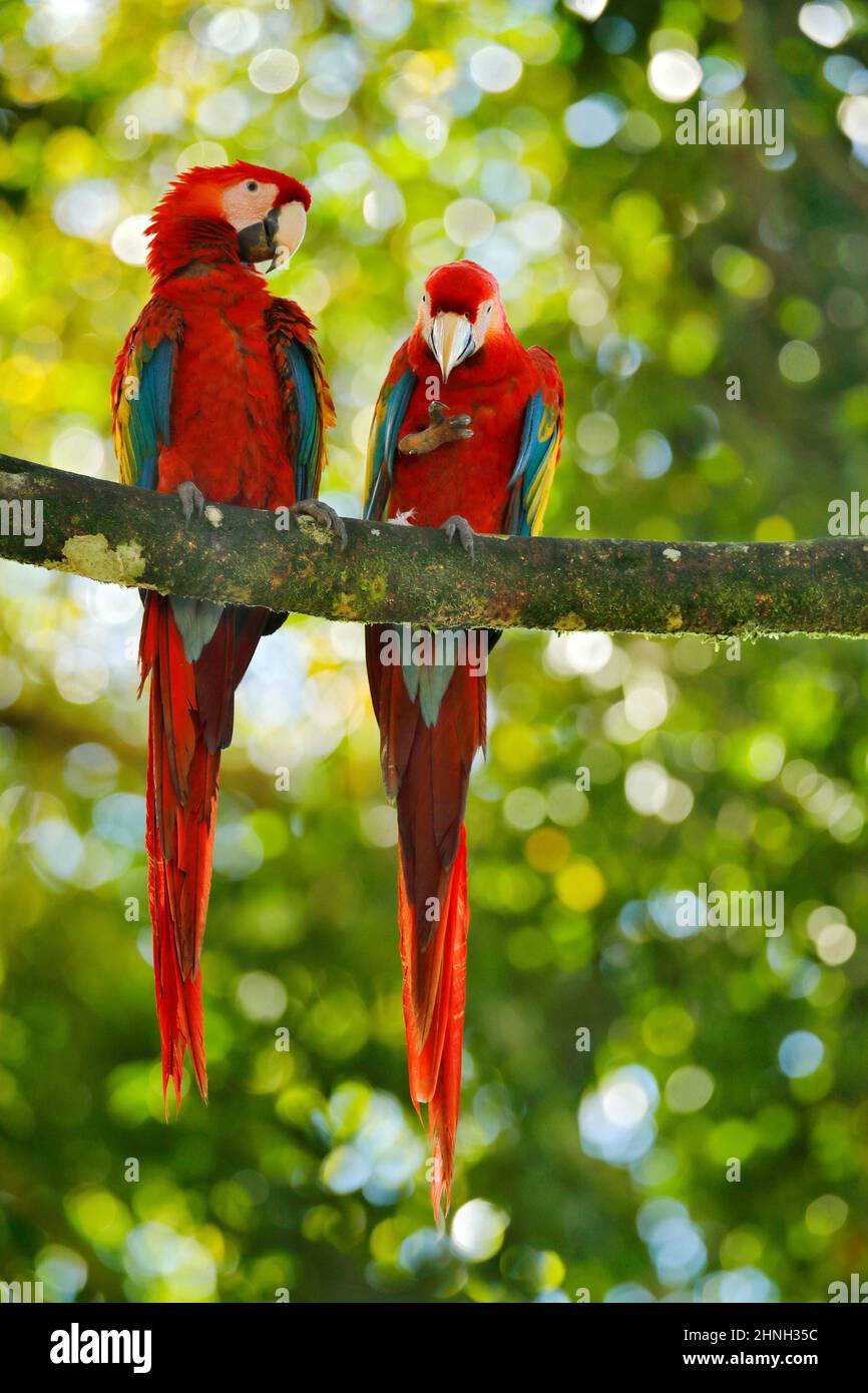 Parrot macaw birds couple wallpaper  6328x4218  599263  WallpaperUP