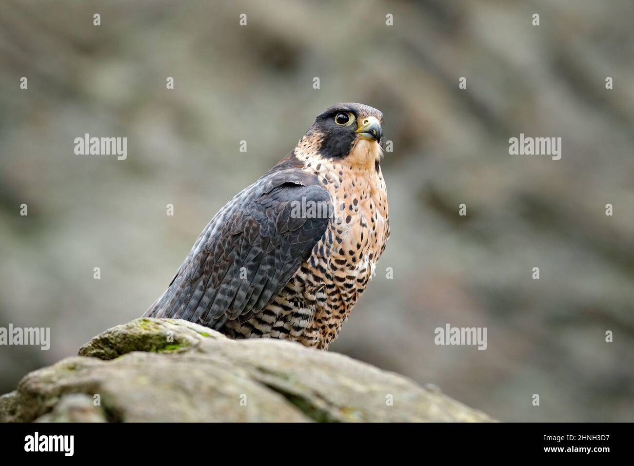 Peregrine Falcon  The Nature Conservancy