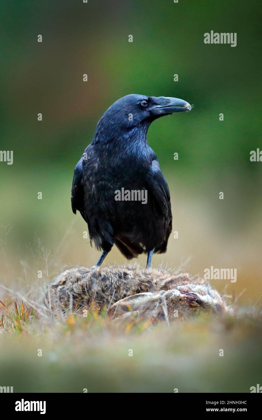 Raven, black bird with dead hare on the road, animal behavior in nature habitat, dark green forest in the background. Wildlife scene from nature, Germ Stock Photo