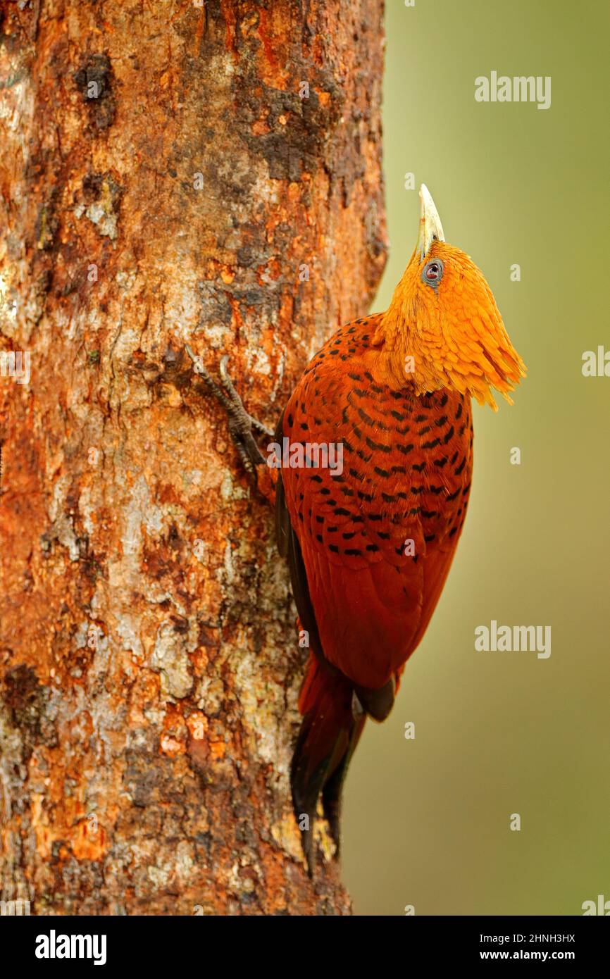 Chestnut-coloured Woodpecker, Celeus castaneus, brawn bird with red face from Mexico. Woodpecker with yellow crest and red face, sitting on the tree. Stock Photo