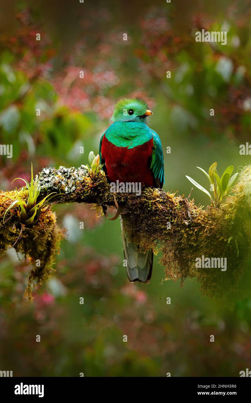 Quetzal, Pharomachrus mocinno, from nature Costa Rica with pink flower