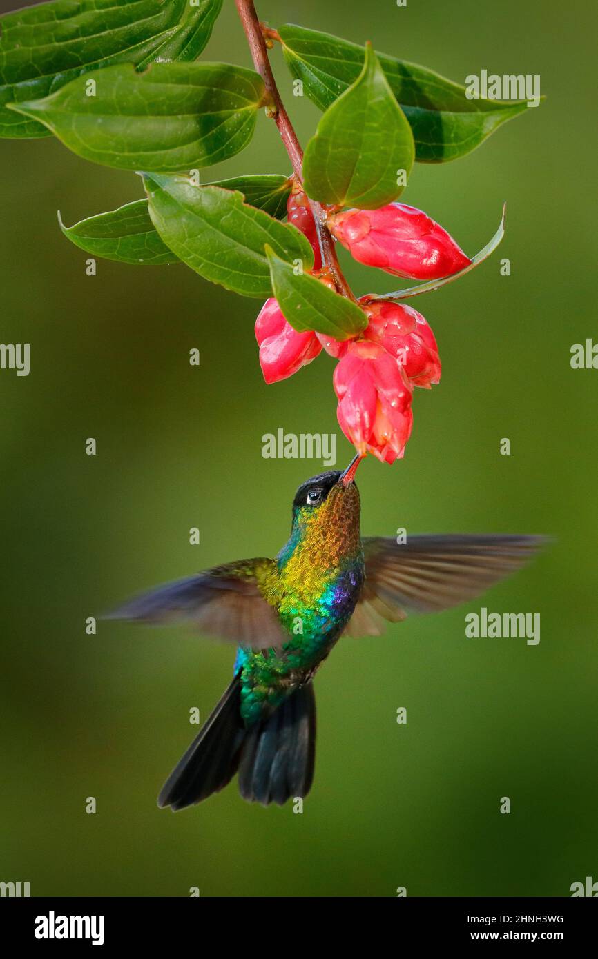 Fiery-throated Hummingbird, Panterpe insignis, shiny colorful bird in flight. Wildlife flight action scene from tropical forest in dark habitat. Mount Stock Photo