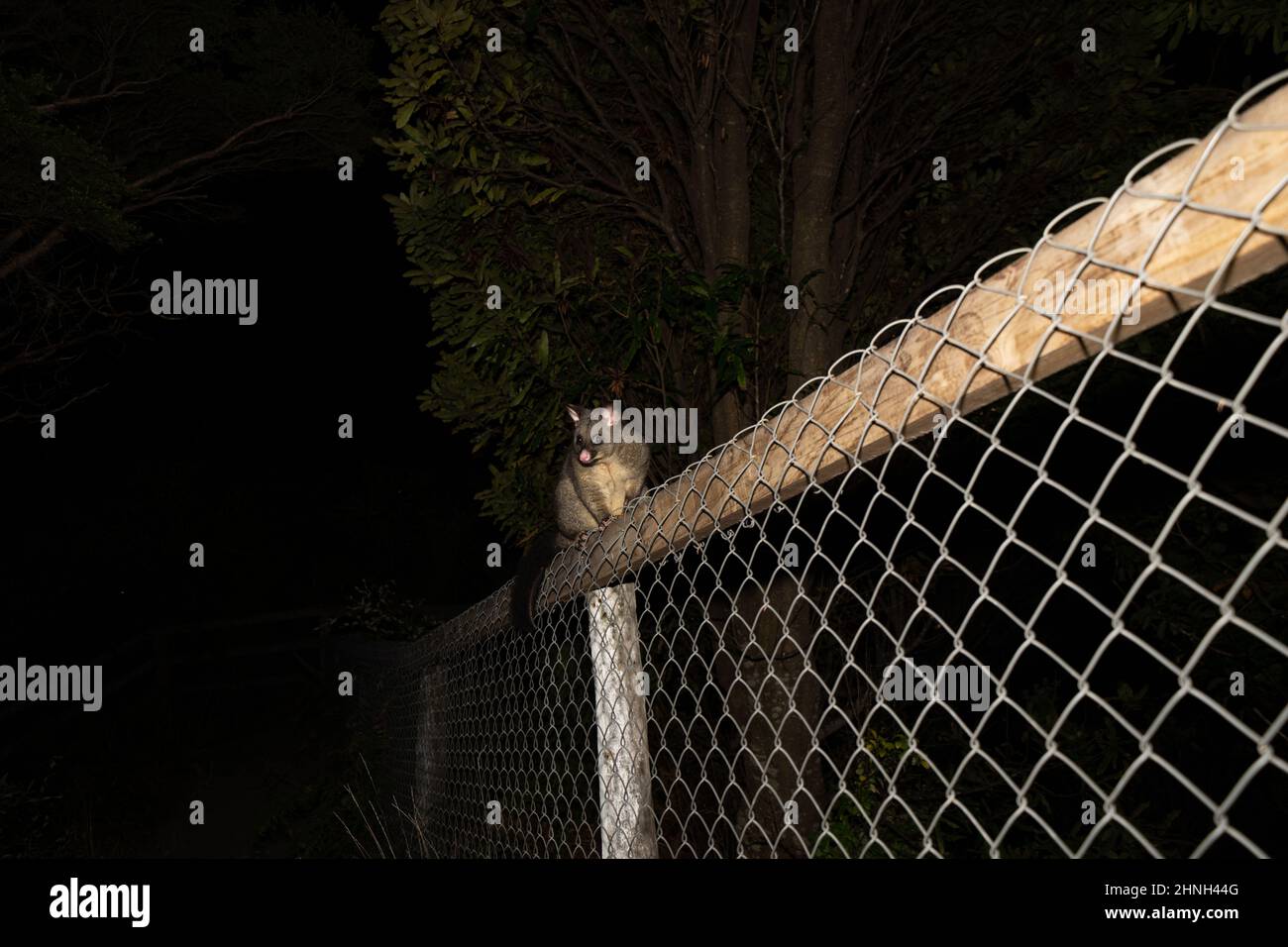 Possum being wary and careful on fence in dark of night Stock Photo