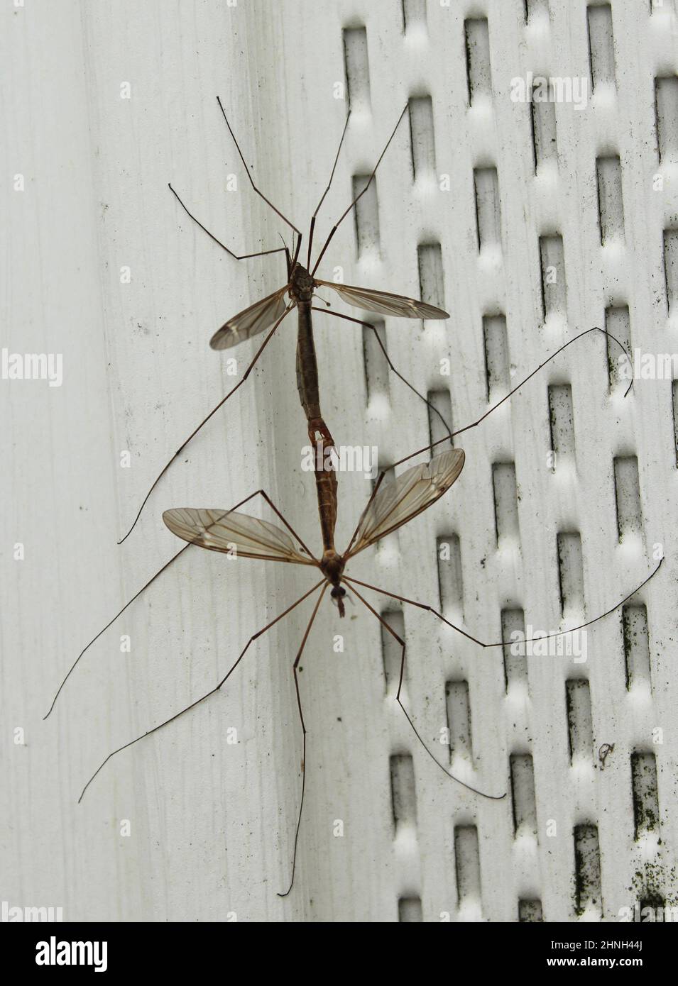 Crane Fly (Diptera family) often called a Daddy Long Legs, underside view  as it 'perches' on the glass of a patio door Stock Photo - Alamy