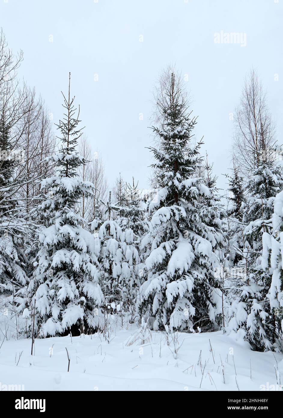 Fir trees under snow load in the end of January Stock Photo