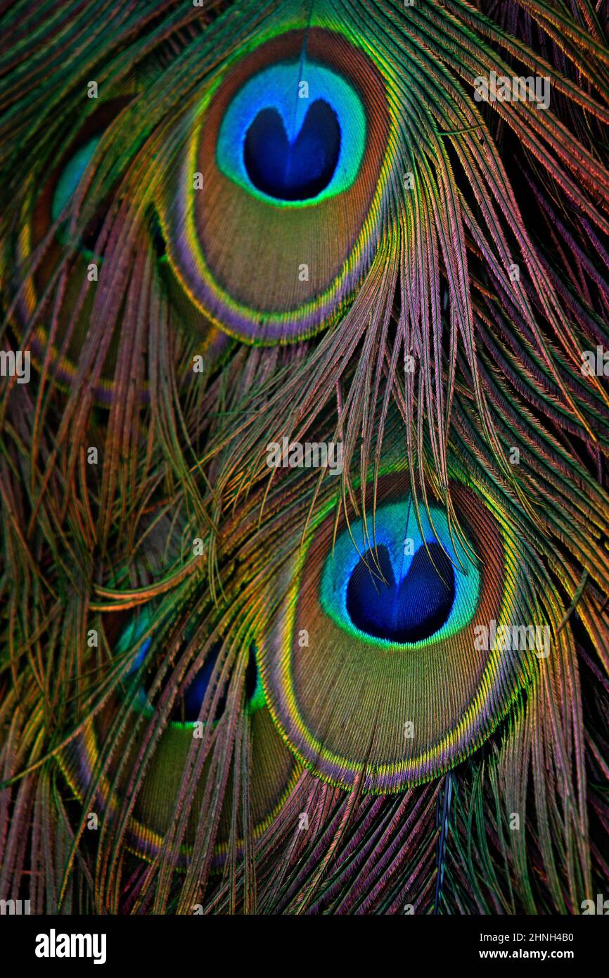 Wing blue bird close up not sky hi-res stock photography and images - Alamy