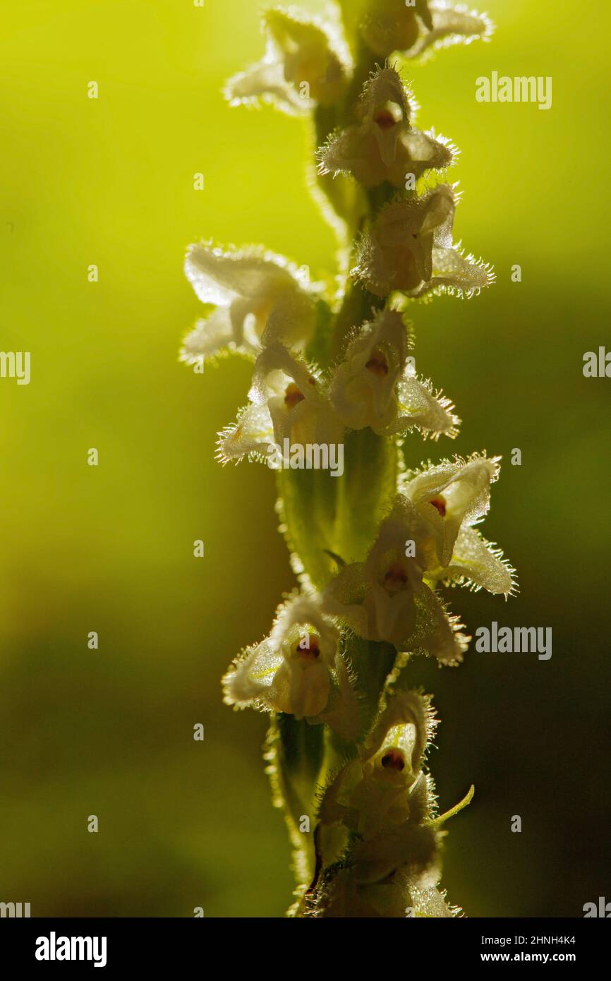 Goodyera repens, Creeping Lady's-Tresses, Augustów, Poland. European terrestrial wild orchid in nature habitat with green background, Small plants in Stock Photo