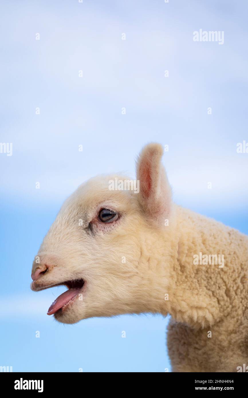 Baby lamb bleating portrait (ovis orientalis aries Stock Photo Alamy