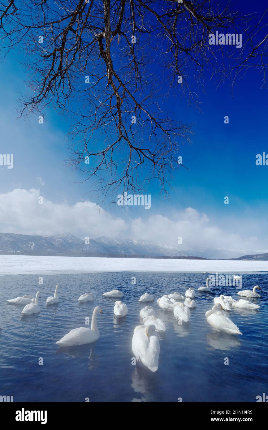 snow-lake-with-ice-in-japan-whooper-swans-cygnus-cygnus-birds-in-the