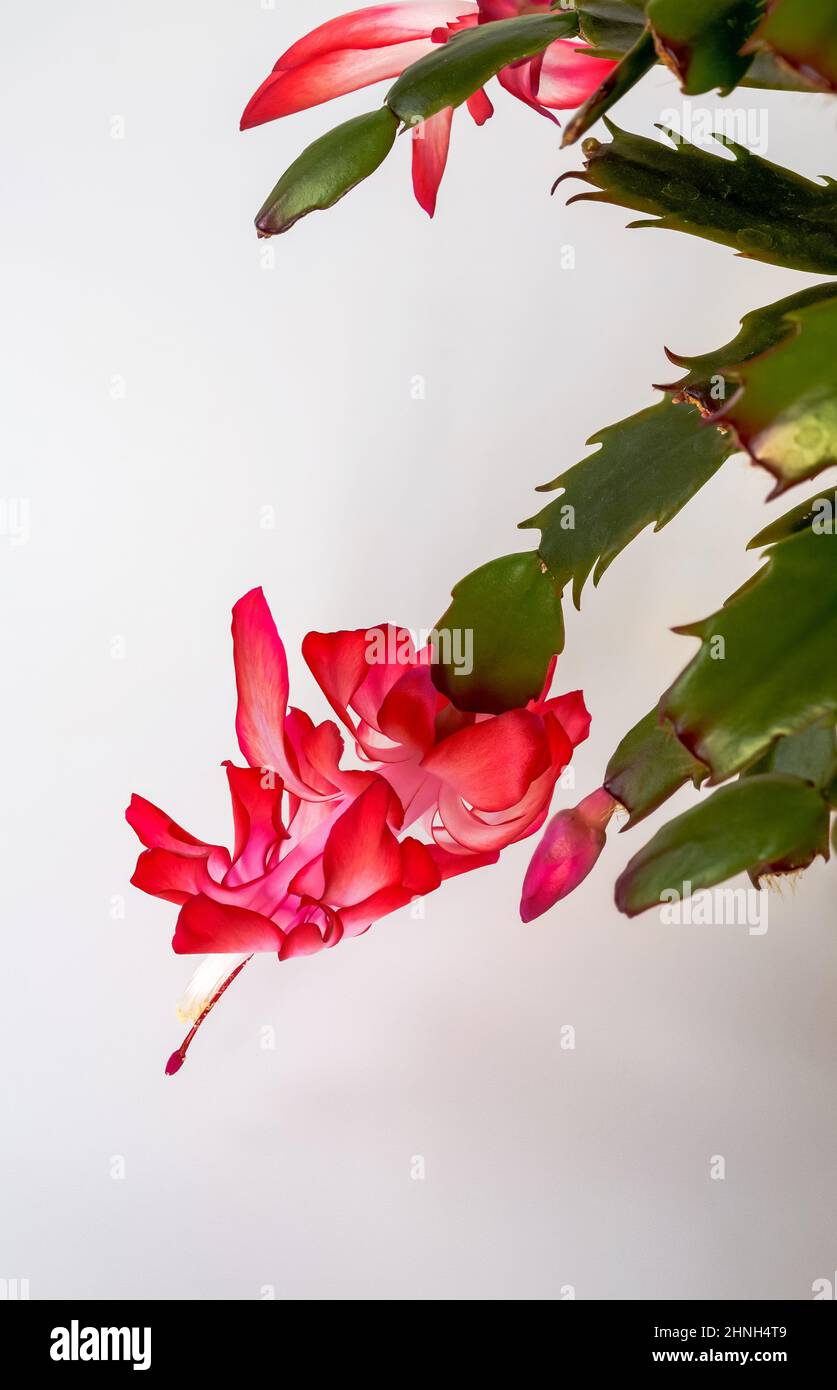a blooming Szlumberger cactus, on a light background, close up of white and red flowers Stock Photo