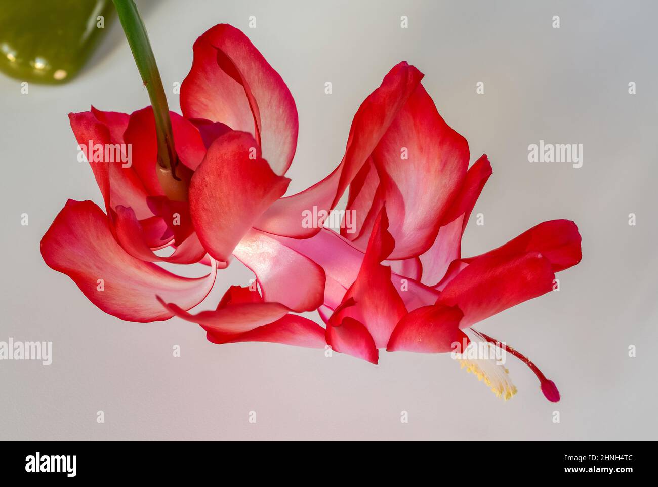 a blooming Szlumberger cactus, on a light background, close up of white and red flowers Stock Photo