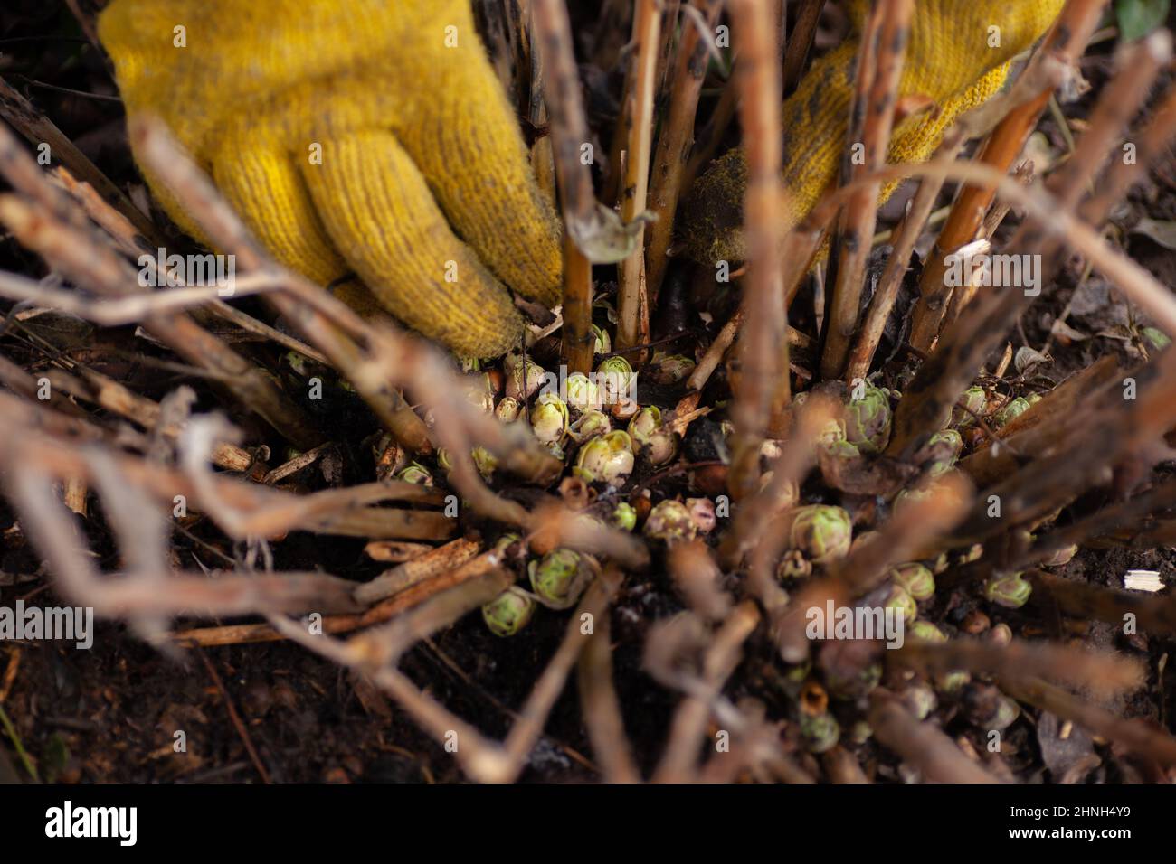 Hands in yellow gloves collecting dry leaves around sprouts of ...