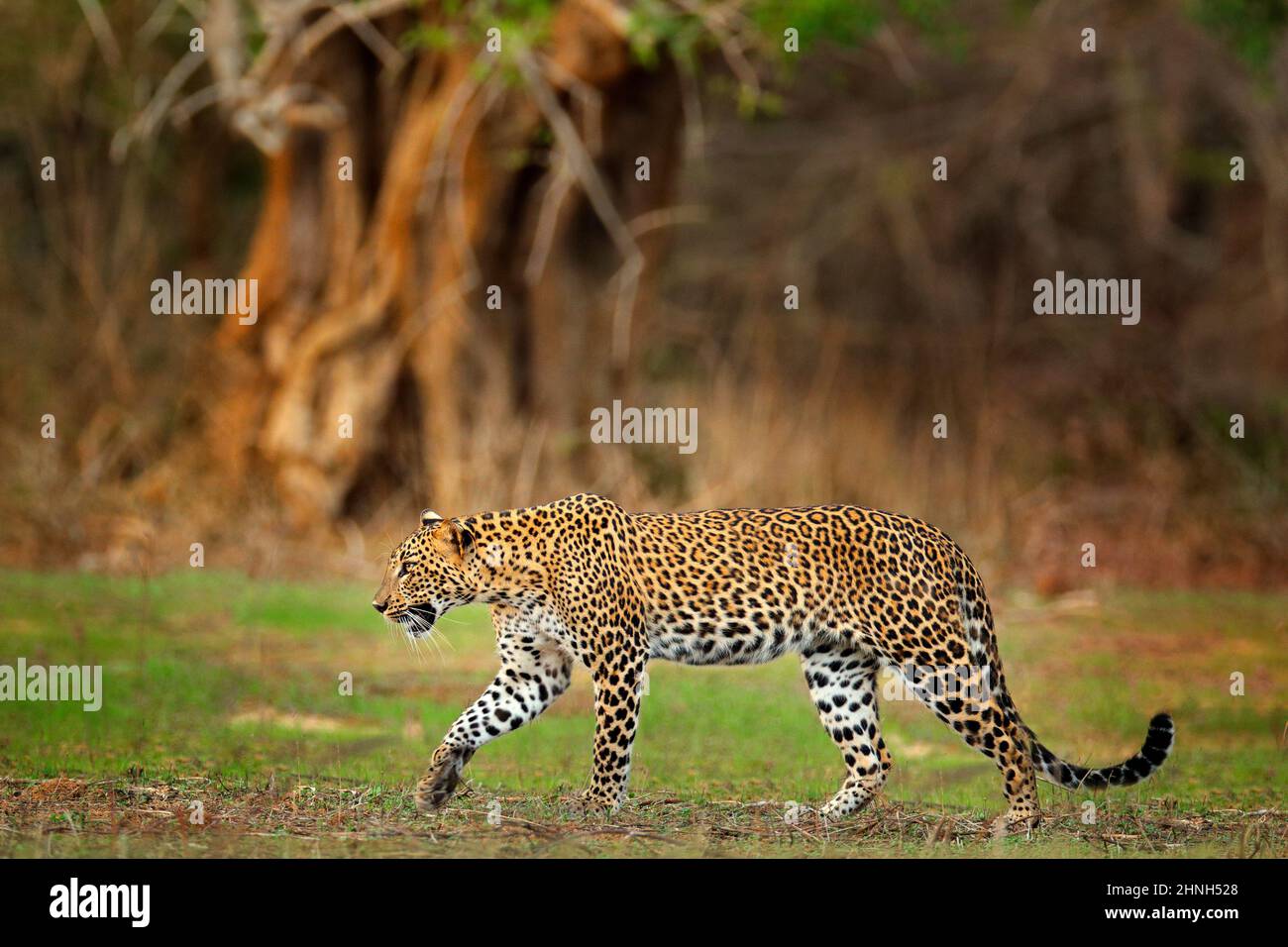 Walking Sri Lankan leopard, Panthera pardus kotiya. Big spotted wild