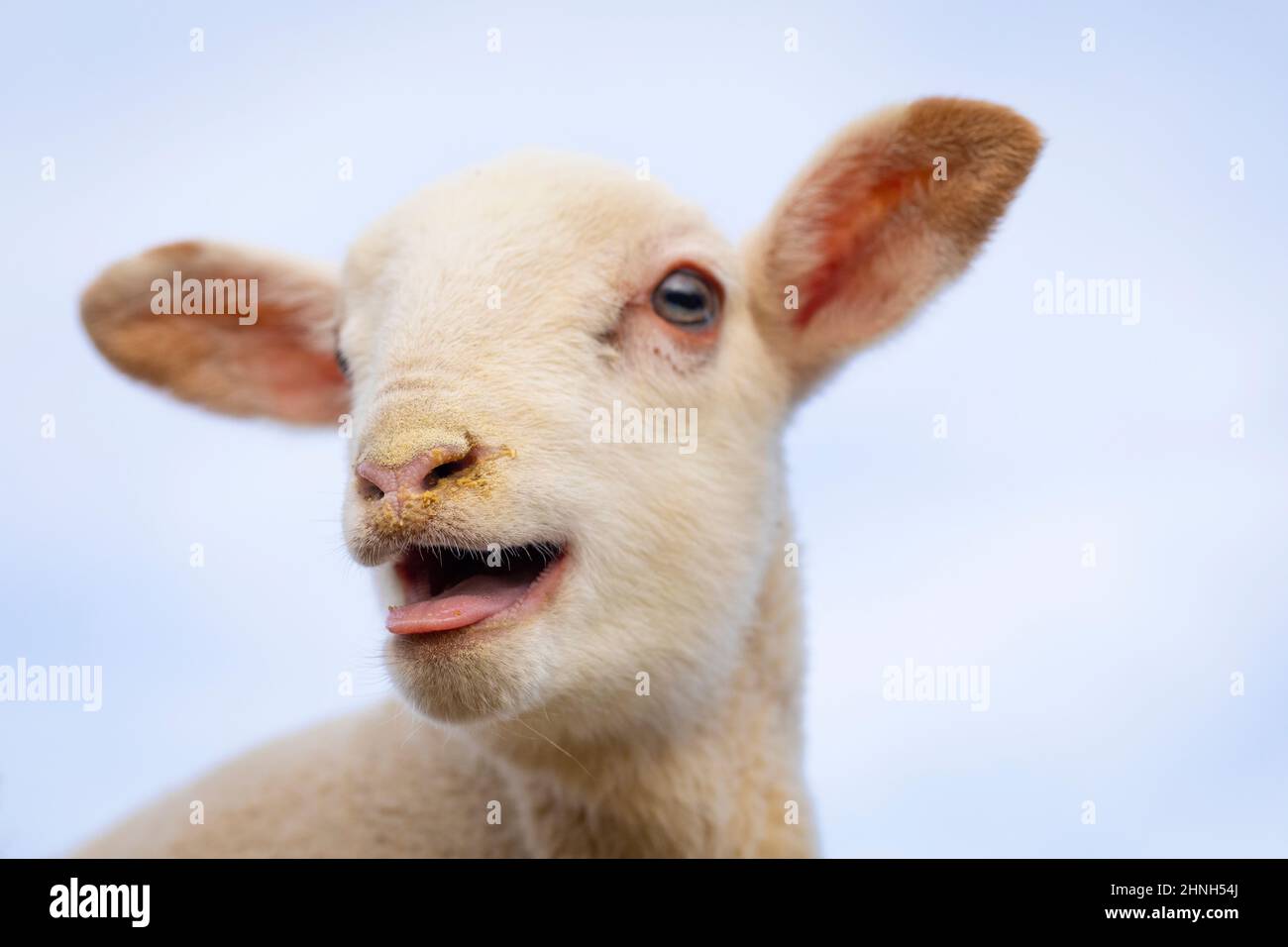 Baby lamb bleating portrait (ovis orientalis aries Stock Photo Alamy