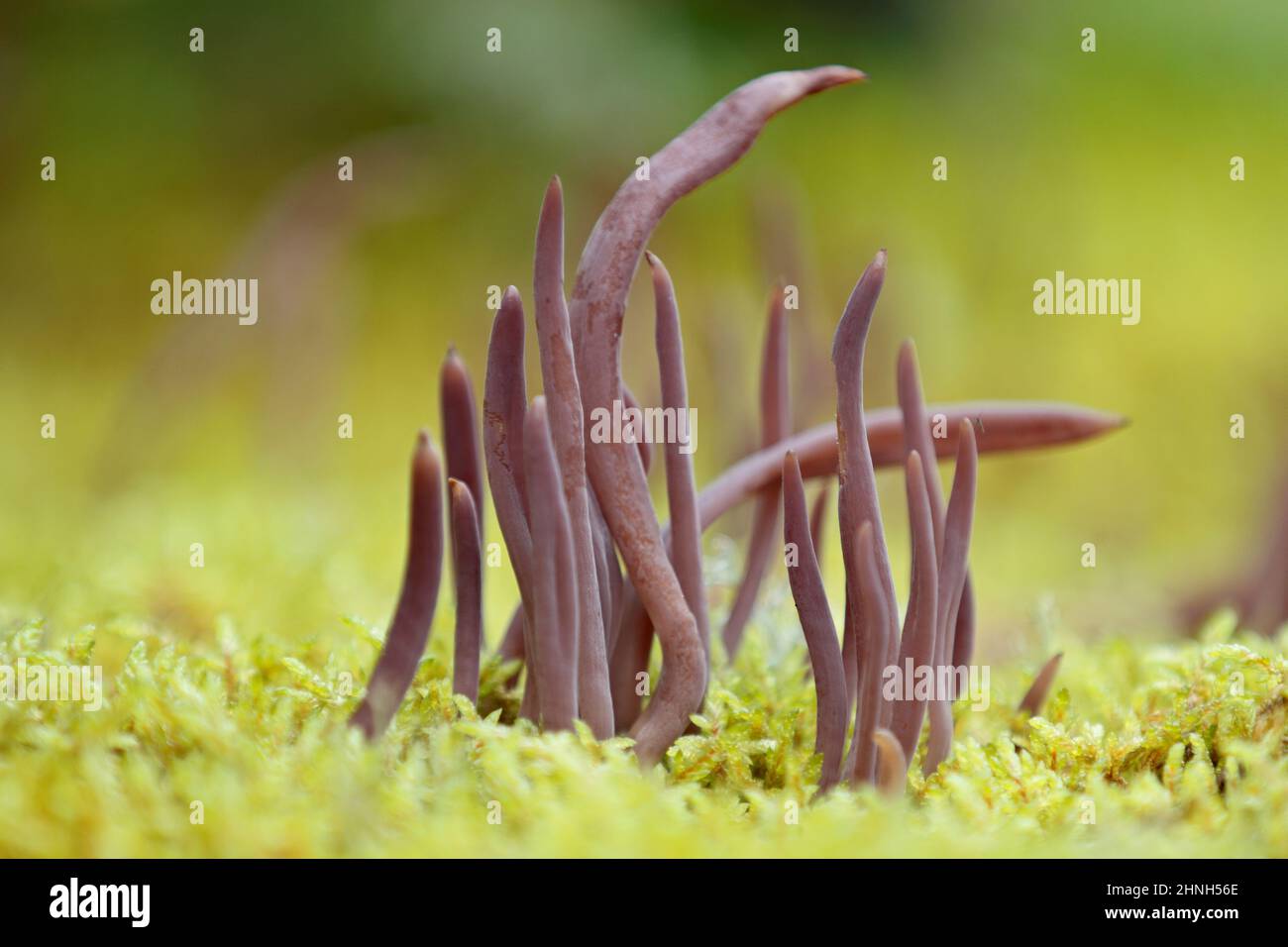 Purple fairy club mushrooms close up in moss Stock Photo