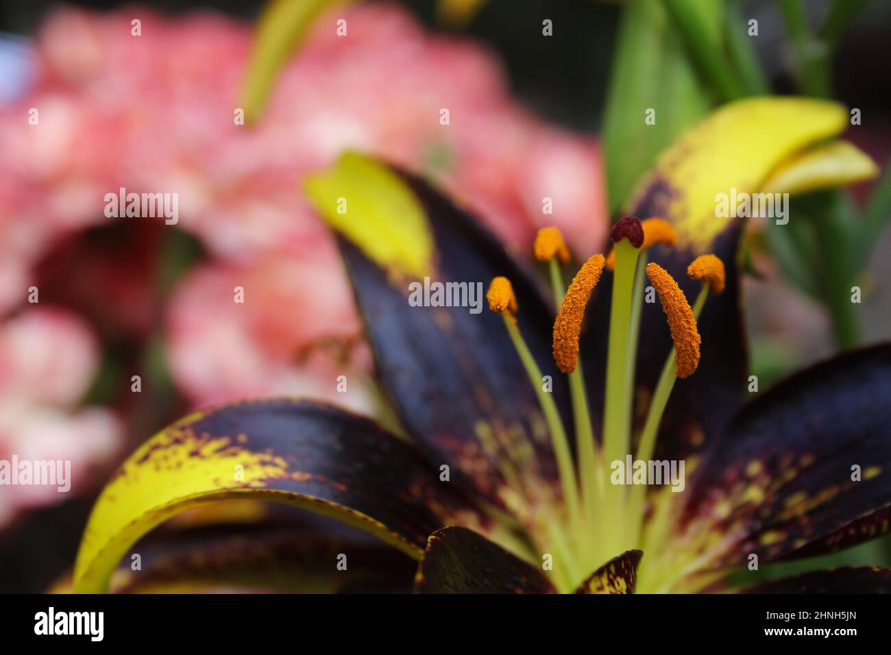 Black and Gold Lily Lilium Lionheart growing in garden Stock Photo Alamy
