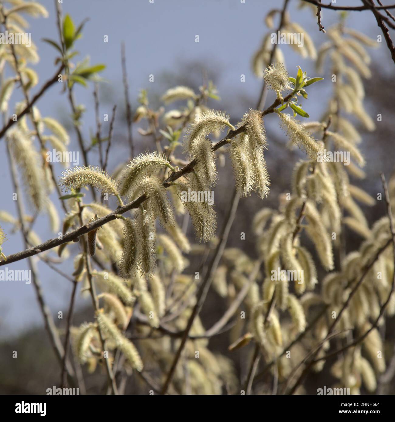 Flora of Gran Canaria -  Salix canariensis, Canary Islands willow, soft light yellow catkins flowering in winter Stock Photo