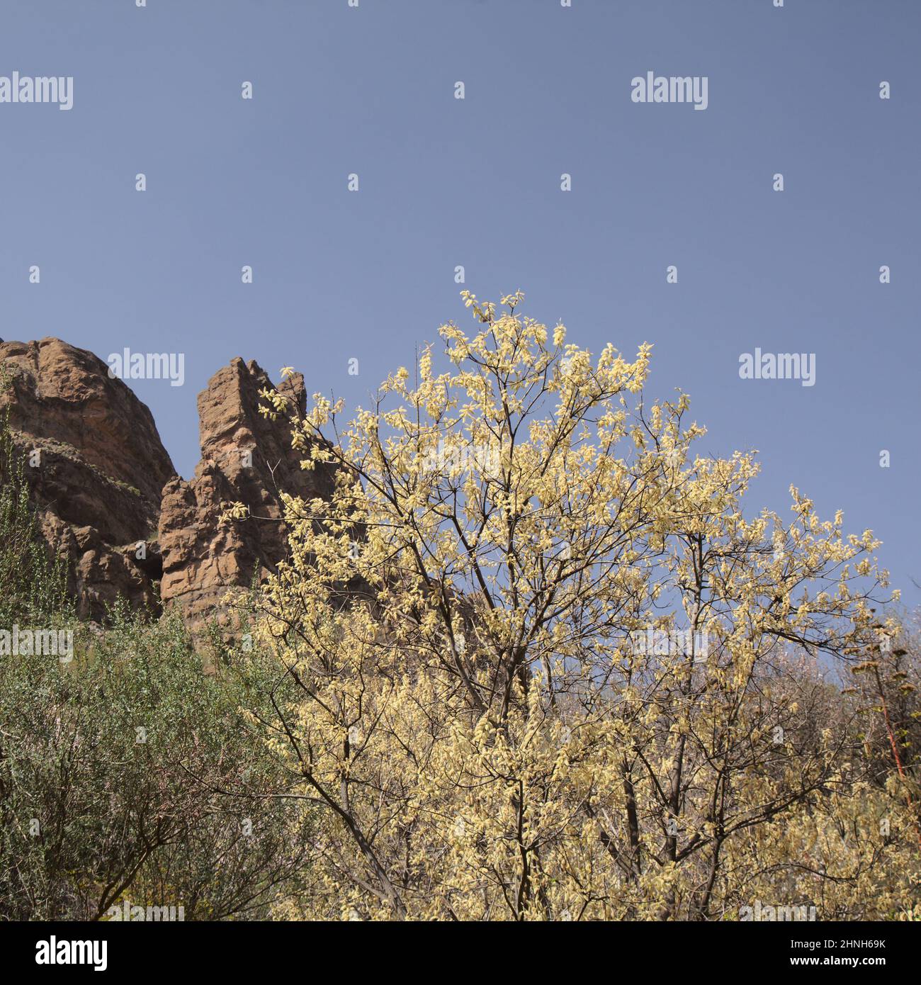 Flora of Gran Canaria -  Salix canariensis, Canary Islands willow, soft light yellow catkins flowering in winter Stock Photo