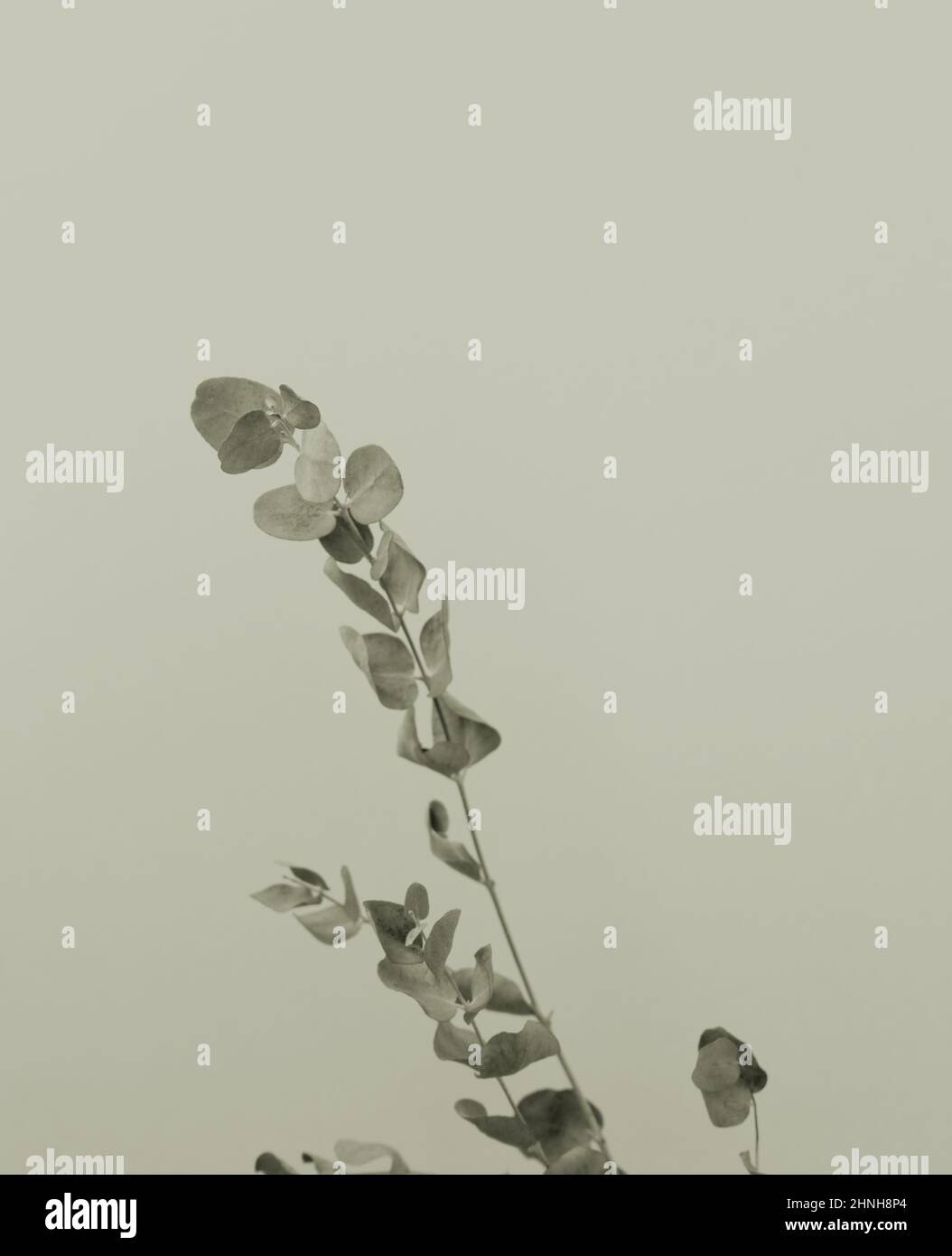 Dry eucalyptus leaf stem botanic floral foliage art background. Stock Photo