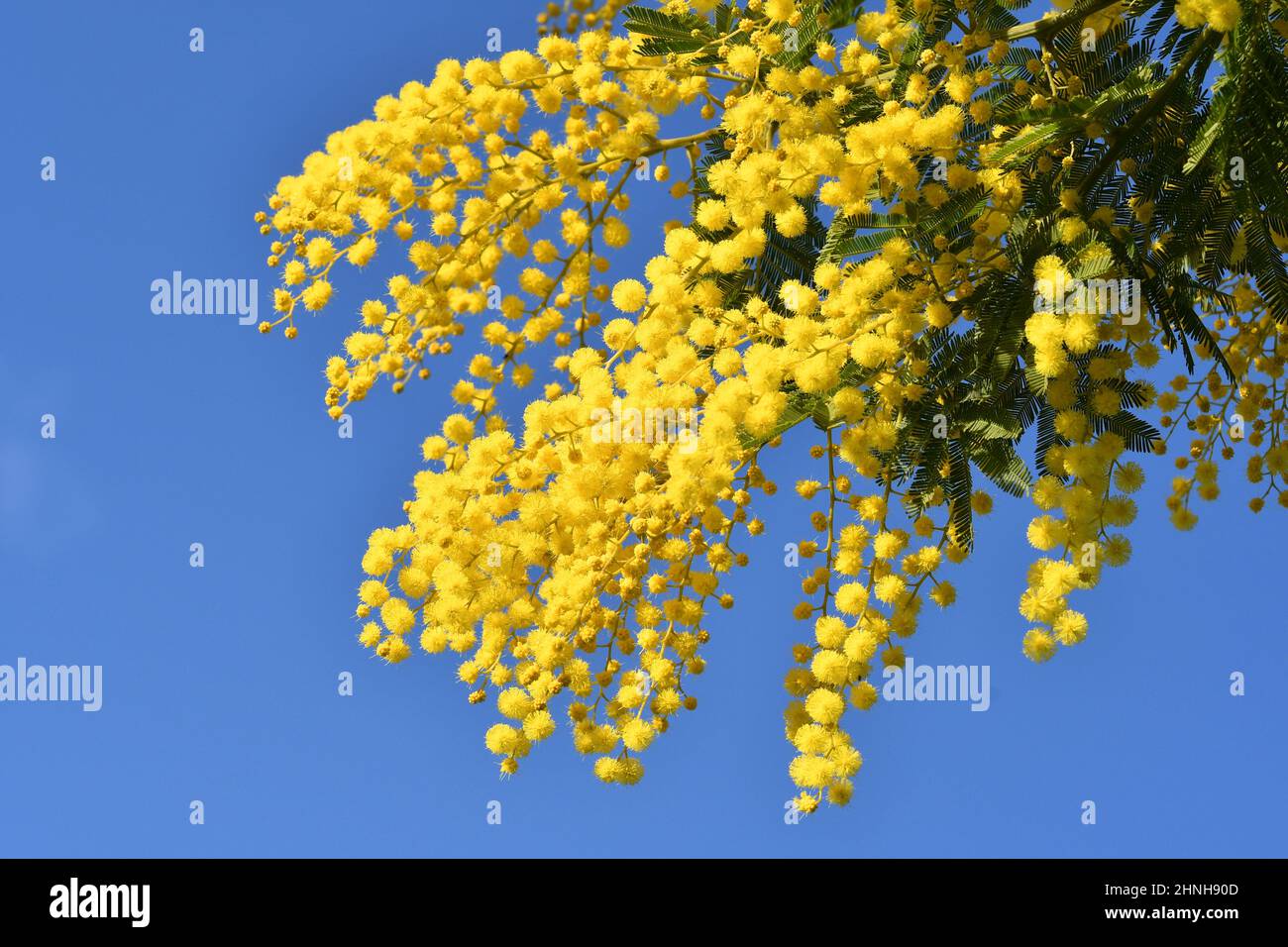 Flowering mimosa tree against blue sky. Mimosa blooms background