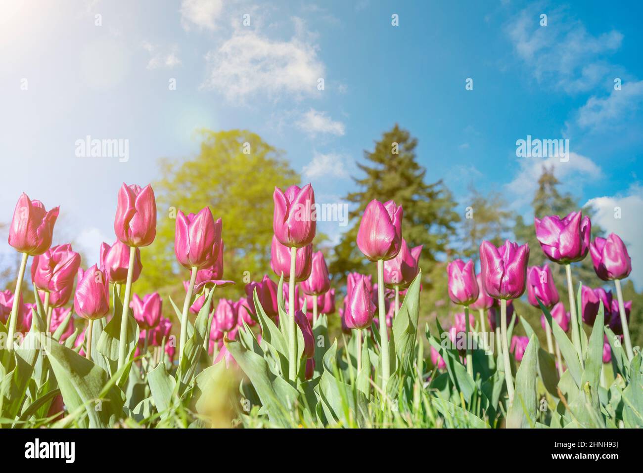 Many buds of dark purple blossoming tulips in the garden. Flowerbed with pink tulips in spring. toned Stock Photo