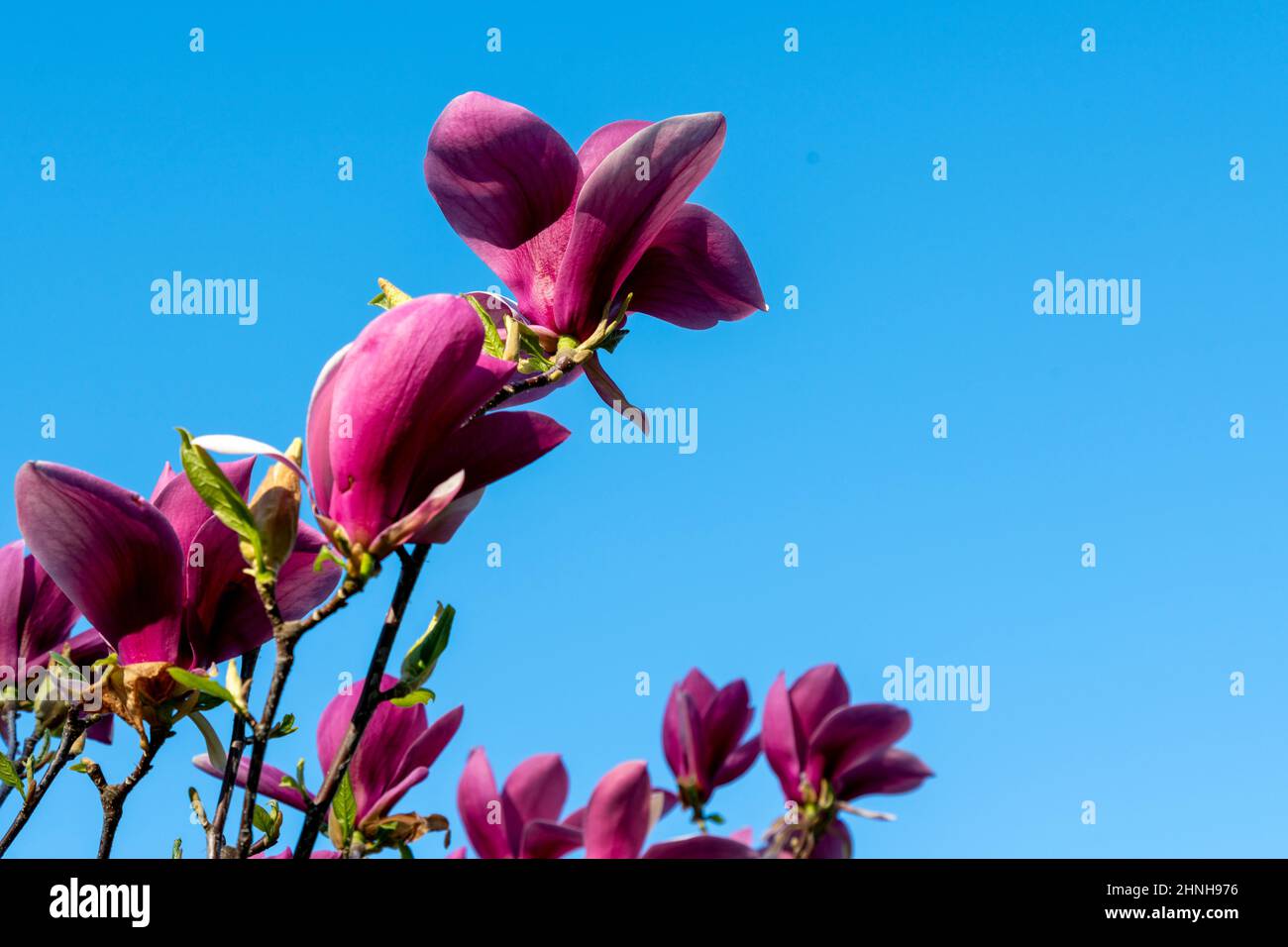 Flowering magnolia branches against a perfectly clear blue sky. Rich red magnolia flowers against a deep blue sky Stock Photo