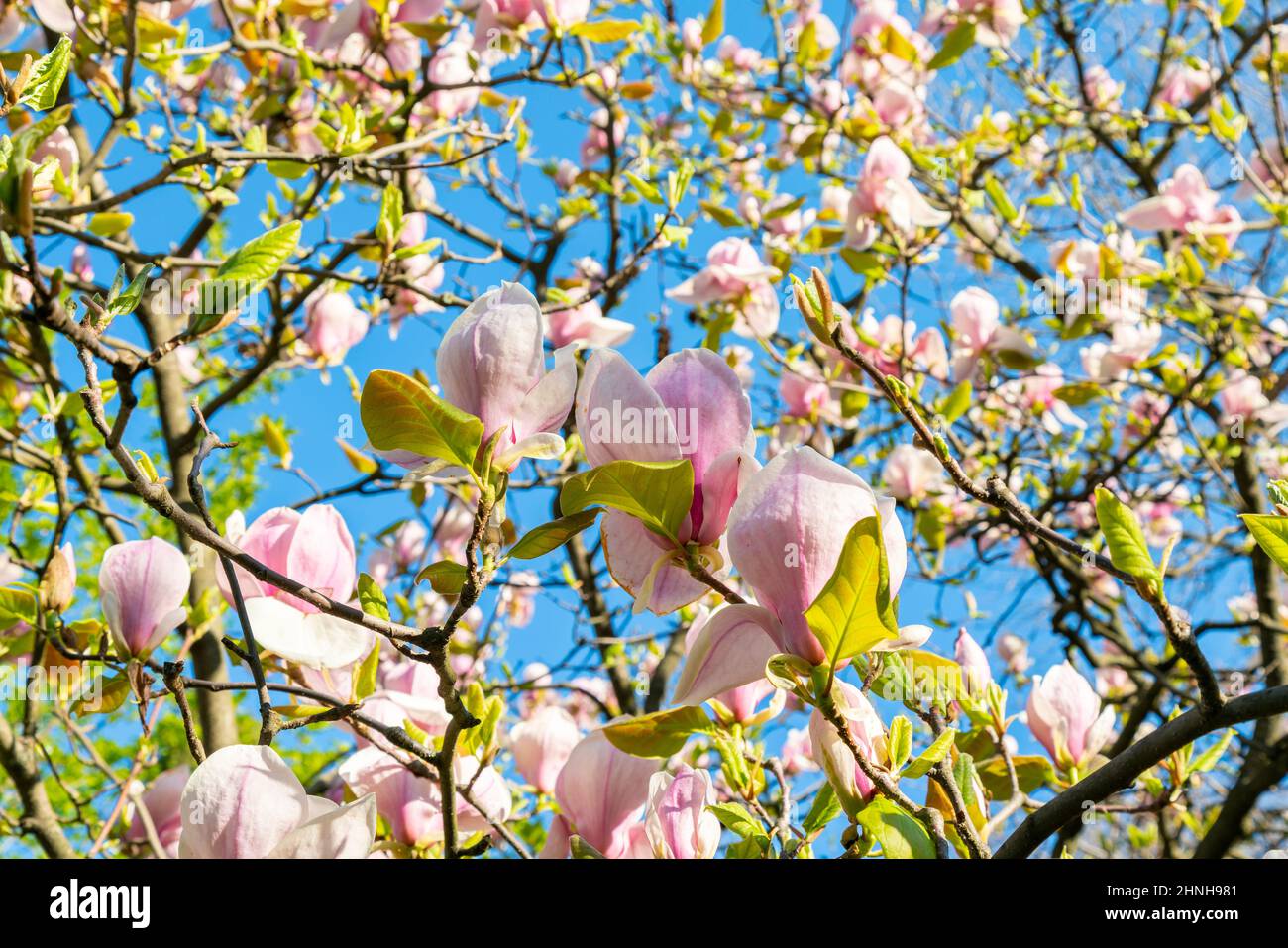 beautiful magnolia blossoms in the spring. Beautiful magnolia tree blossoms in springtime. Magnolia blossomed on sky background. Beginning of spring Stock Photo