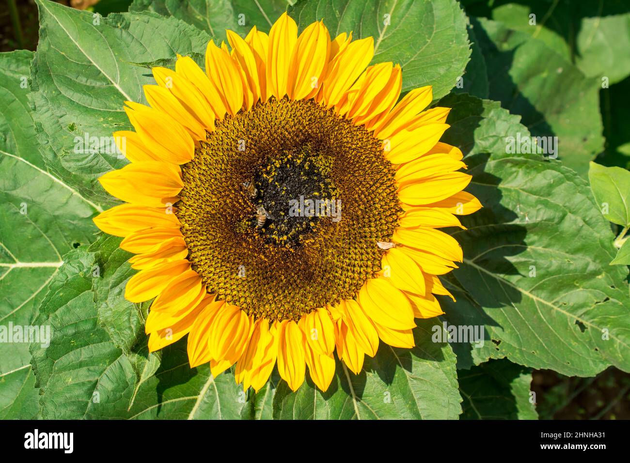 beautiful sunflowers field Stock Photo - Alamy