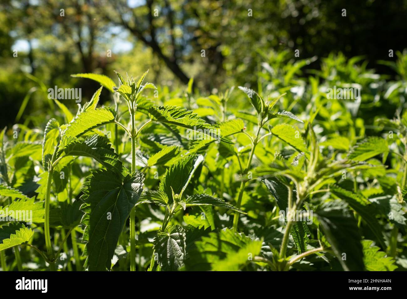 The nettle dioecious Urtica dioica with green leaves grows in natural thickets. Stock Photo