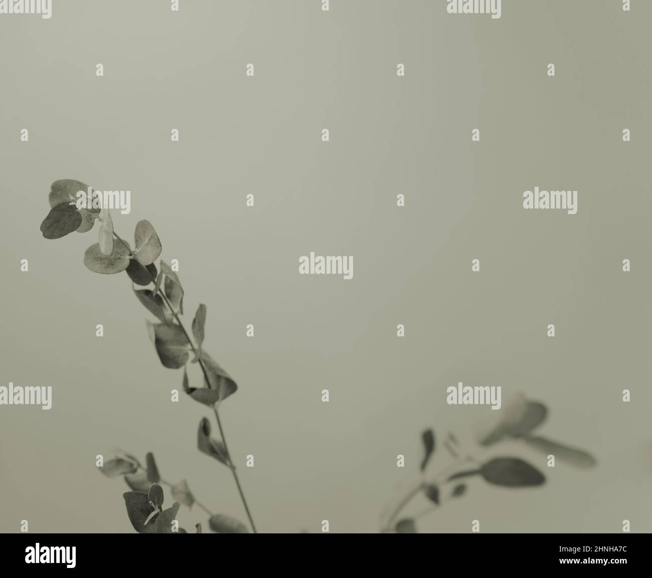 Eucalyptus background hi-res stock photography and images - Alamy