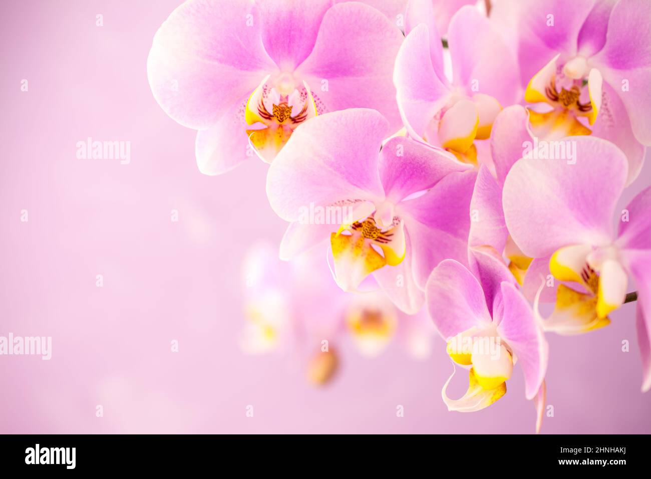 Photo of pink orchid hi-res stock photography and images - Alamy