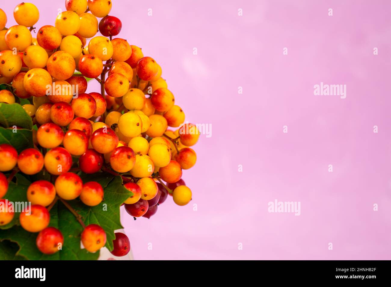 autumn background with berry Stock Photo - Alamy