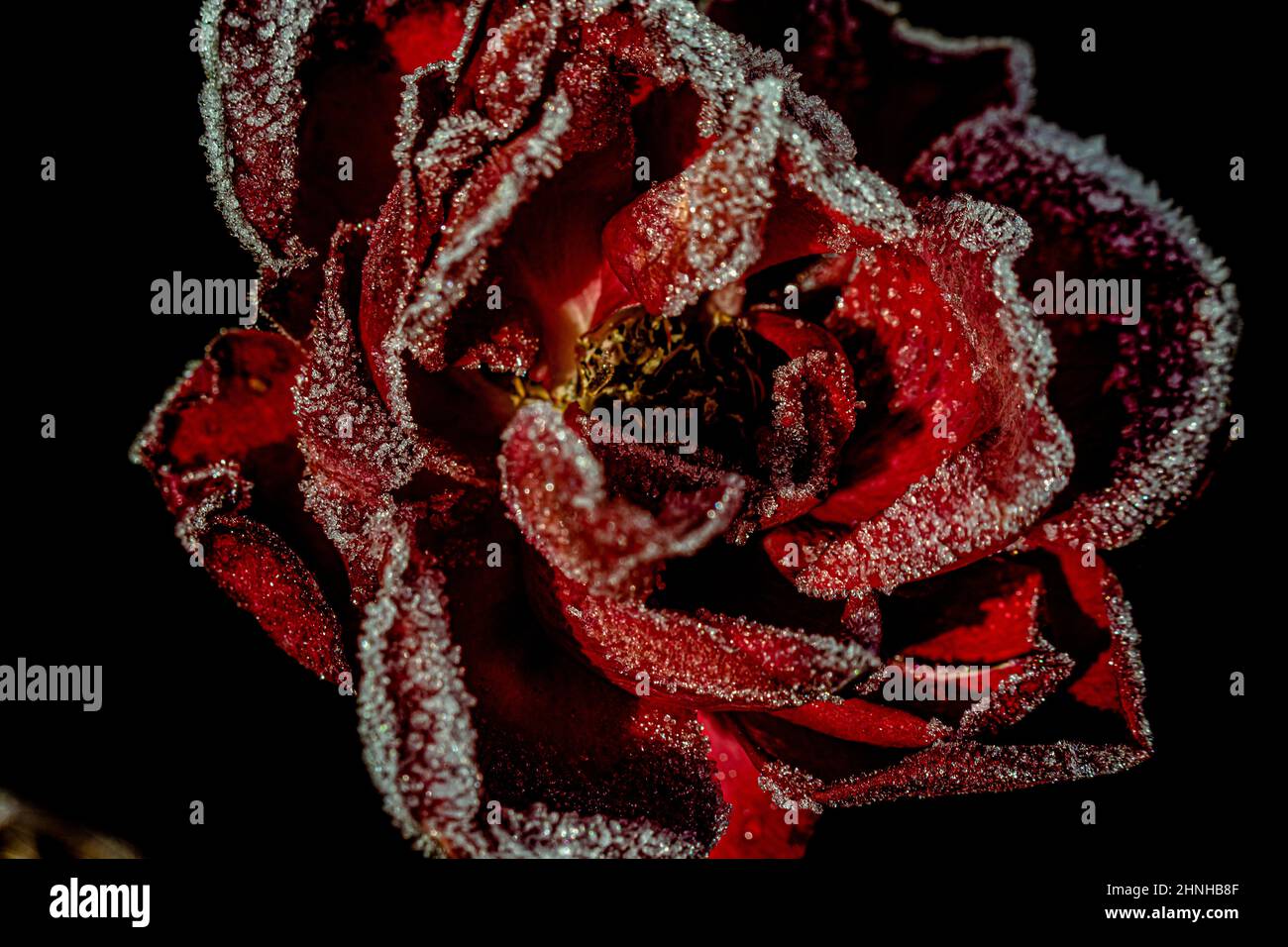 close up photo of a frozen red rose it could be used as a book cover or about some symbol to show love for women and against violence against women Stock Photo