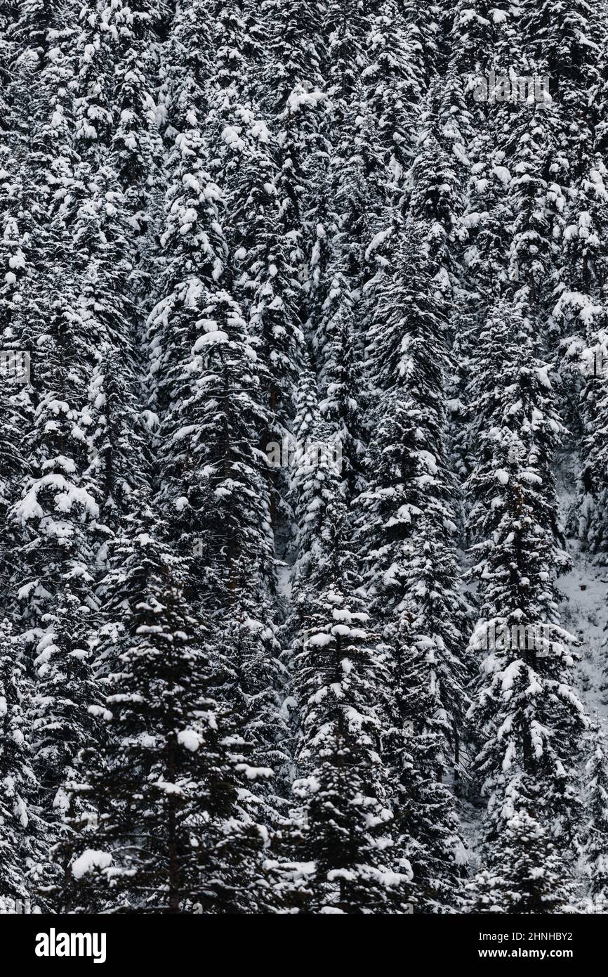 Shot snow covered trees in hi-res stock photography and images - Alamy