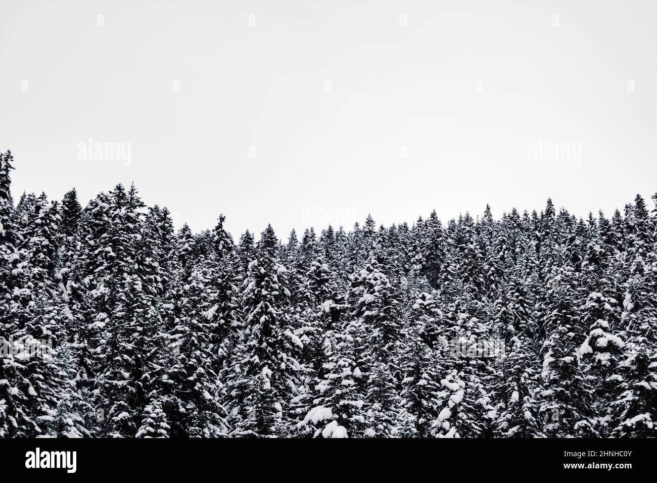 Shot snow covered trees in hi-res stock photography and images - Alamy