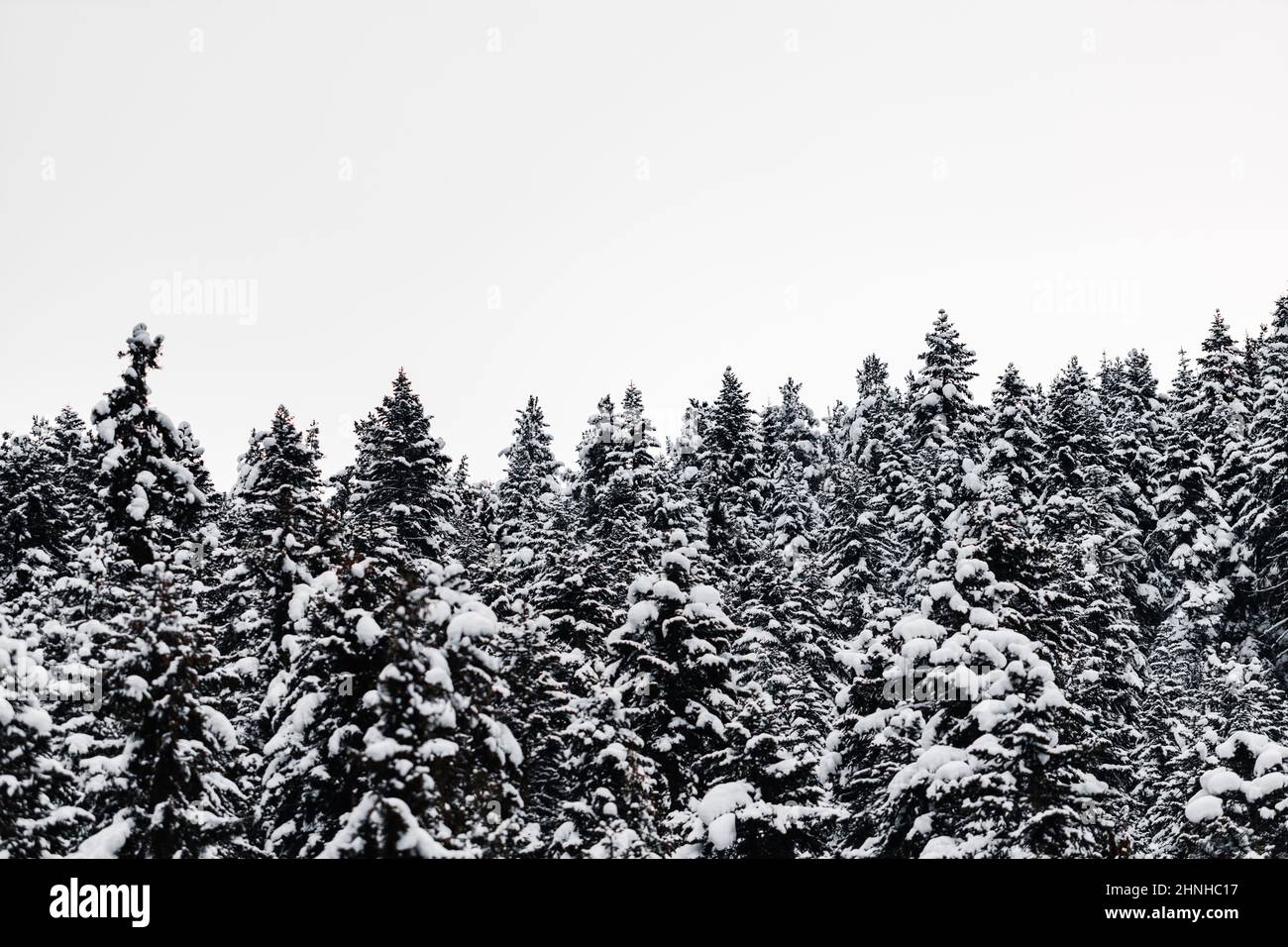 Shot snow covered trees in hi-res stock photography and images - Alamy