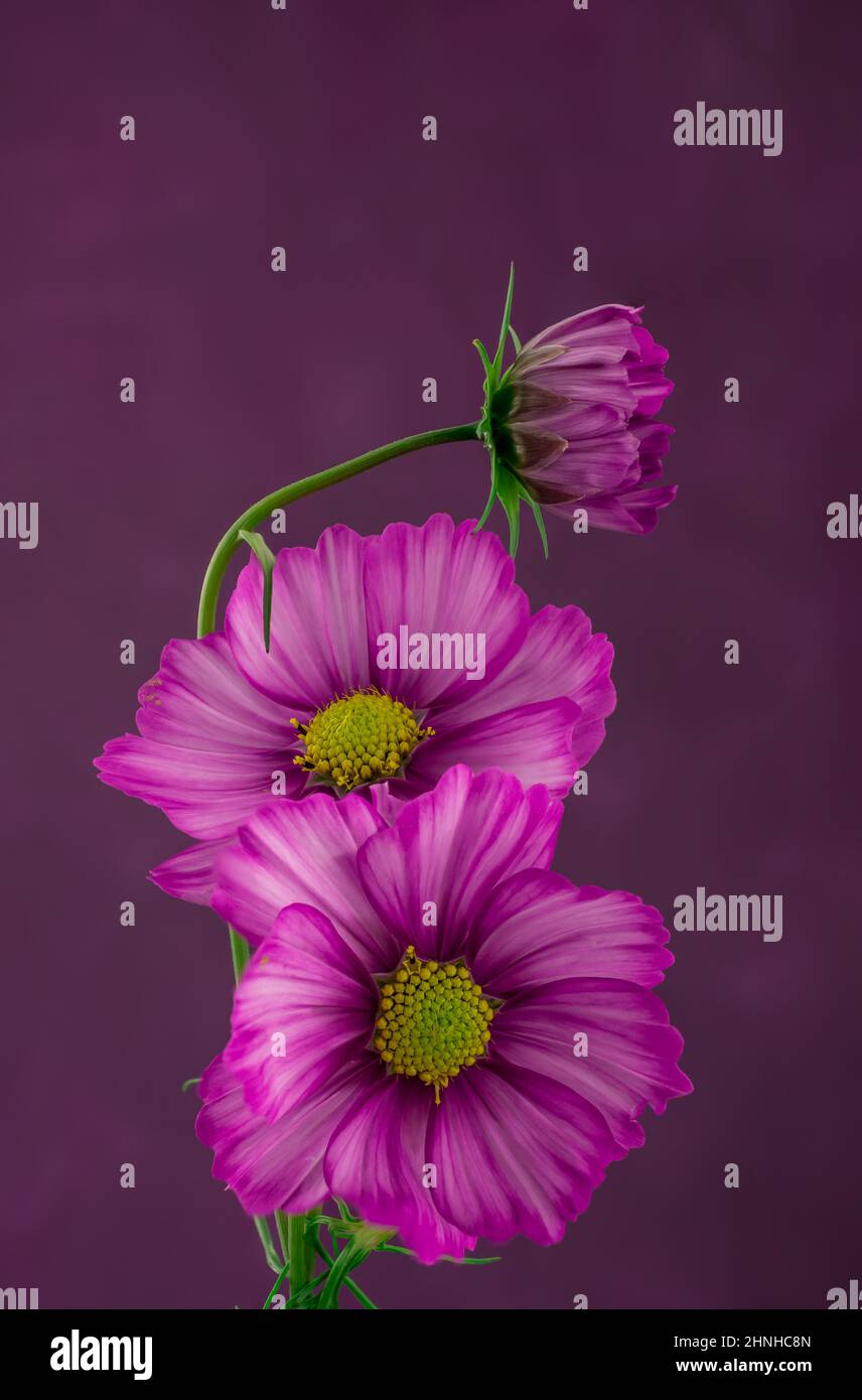 Beautiful cosmos pink flowers hi-res stock photography and images - Alamy