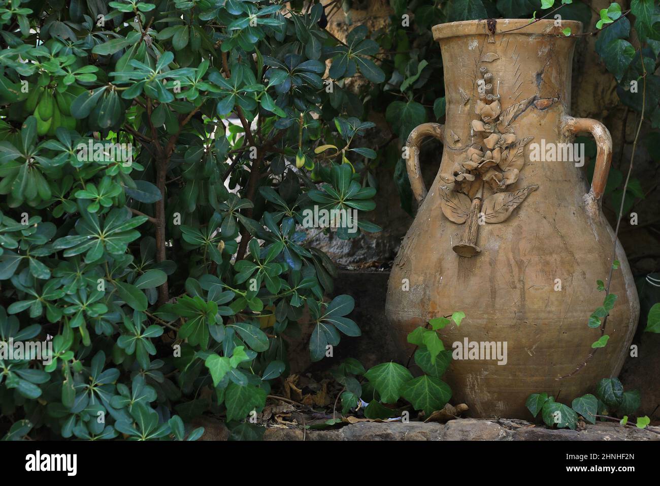 A Lebanese terracota jar in the garden among green leaves. Stock Photo
