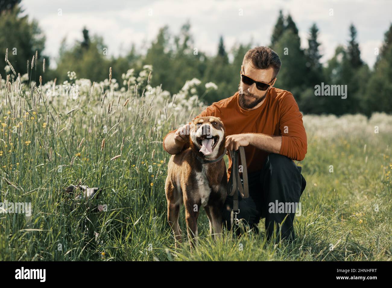 Caucasian man holding red alaskan husky by pet collar in field. Pet owner, adult dog and senior dog in rural. Stock Photo