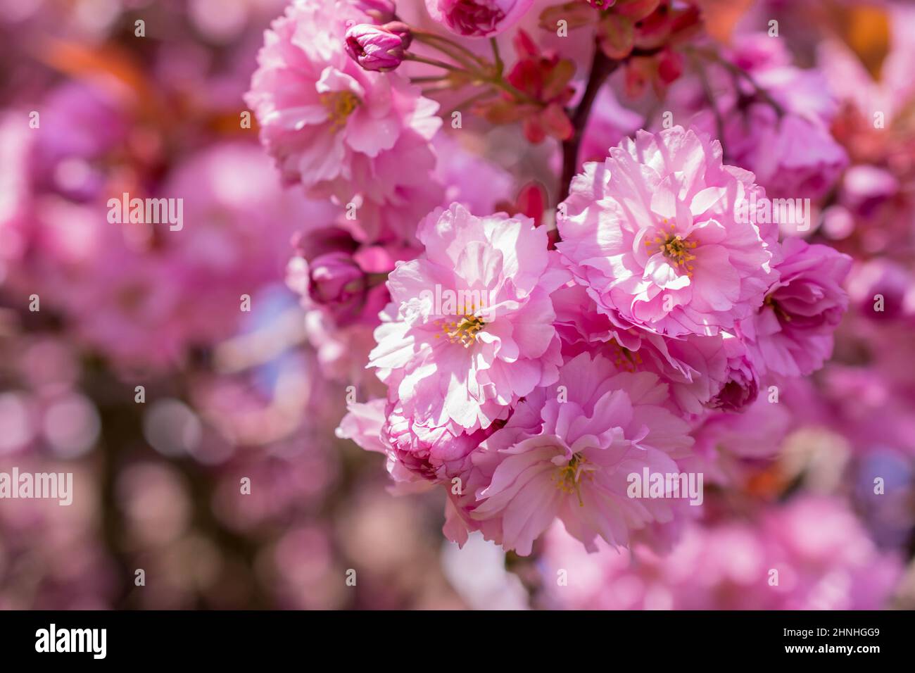 beautiful early spring flowers Stock Photo - Alamy