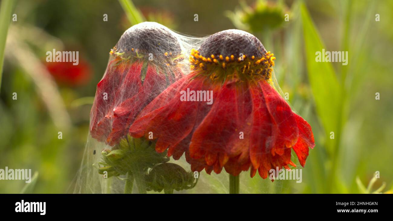 Helenium ‘Morheim Beauty' Stock Photo