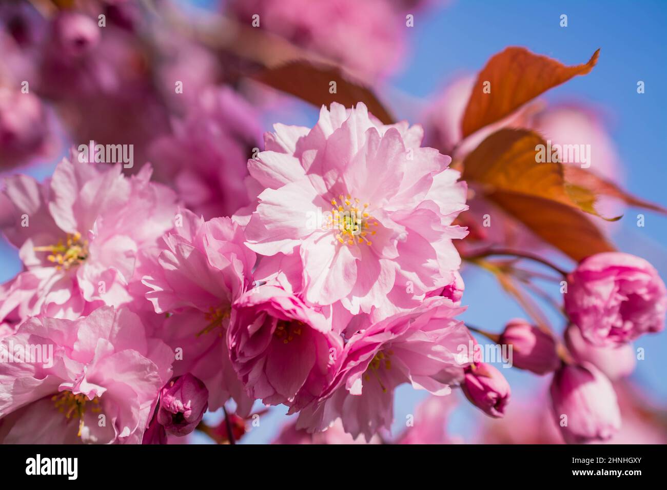 beautiful early spring flowers Stock Photo - Alamy