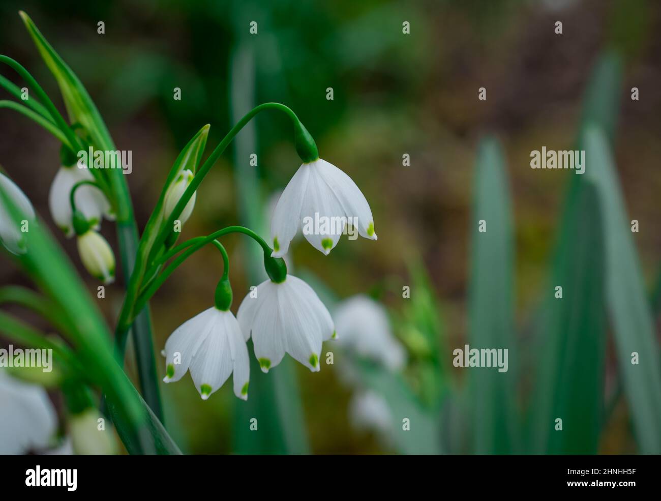 beautiful natural background with spring snowdrop flowers Stock Photo ...