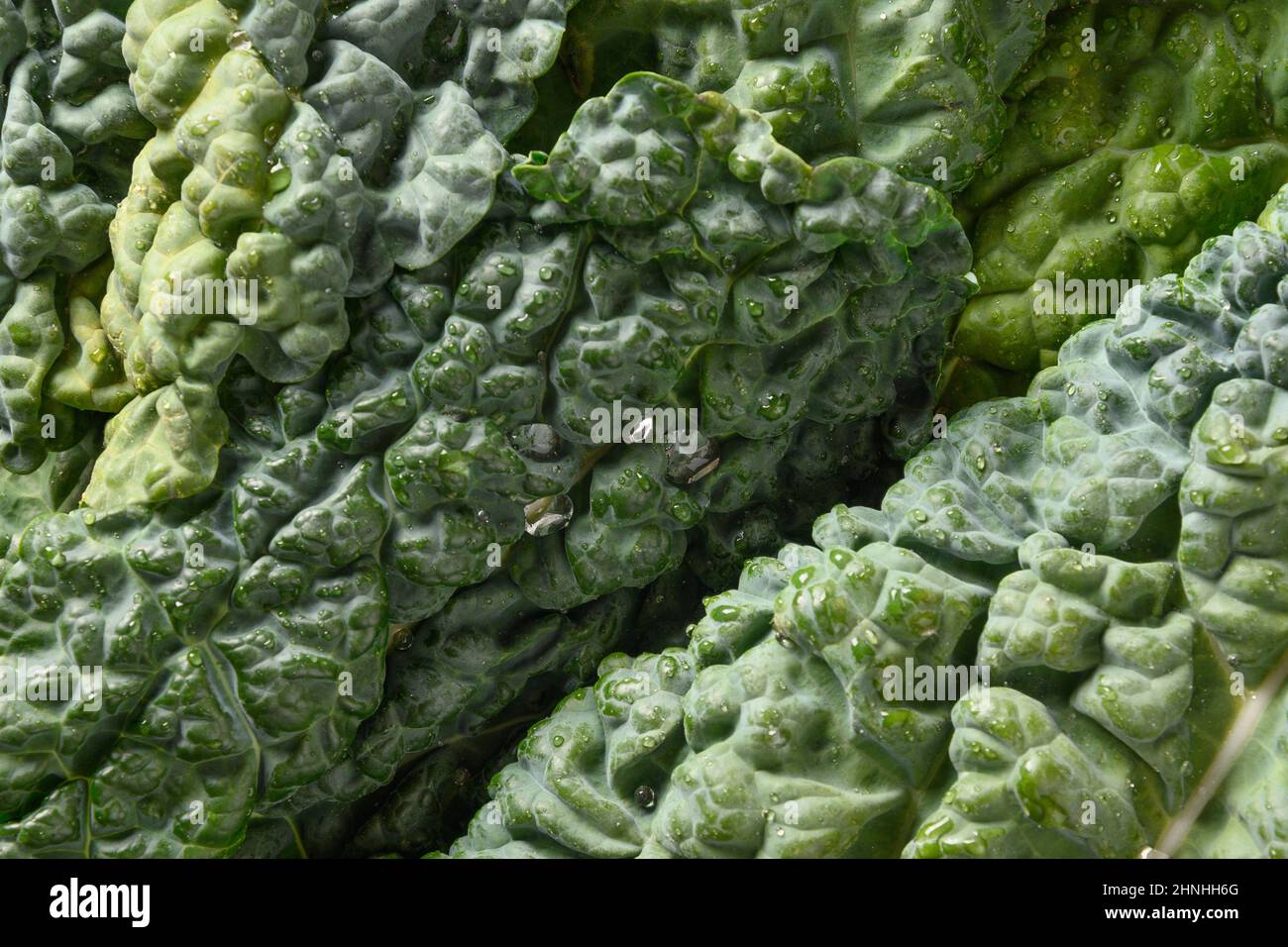 Leaf of popular tuscan kale salad as background. Eco organic food. View from above. Close up. Natural greens texture. Stock Photo