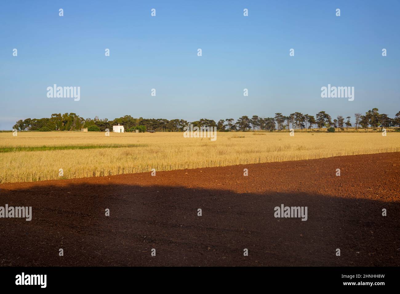 Country landscape in June between Ostuni and Brindisi, Apulia, Italy