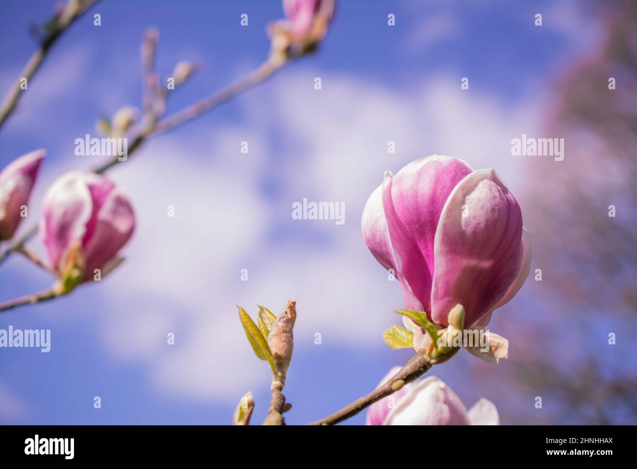 beautiful natural background with spring flowers magnolia Stock Photo ...