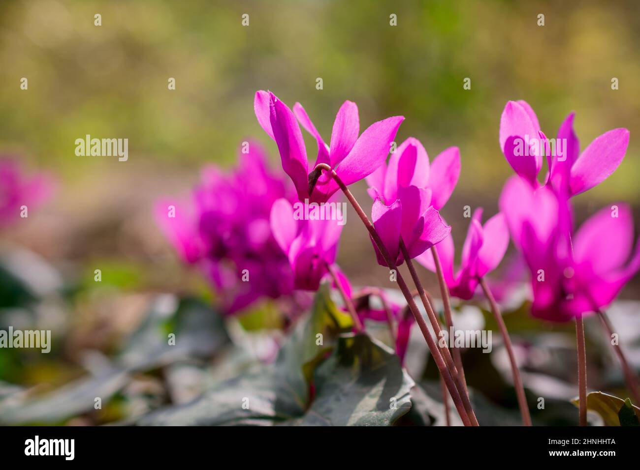 Purple cyclamen purpurascens pink flowers hi-res stock photography and ...